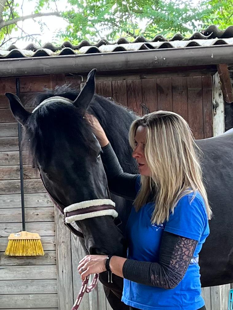Ein buntes Horse Speak Wochenende rund um Wien - Juni 2026